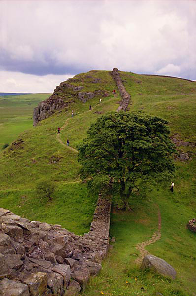 sycamore gap - robin hood's tree2