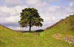sycamore gap - robin hood's tree