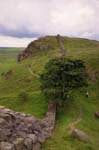 sycamore gap - robin hood's tree2