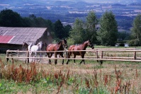 Szaas Muflon 2003