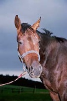 SK Prudnik 2002